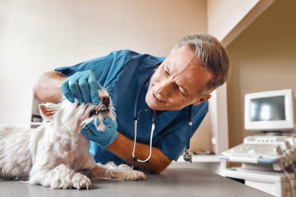 Best 24-Hour Emergency Dentist in Maysville, OK